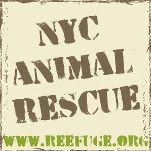 NYC Animal Rescue 