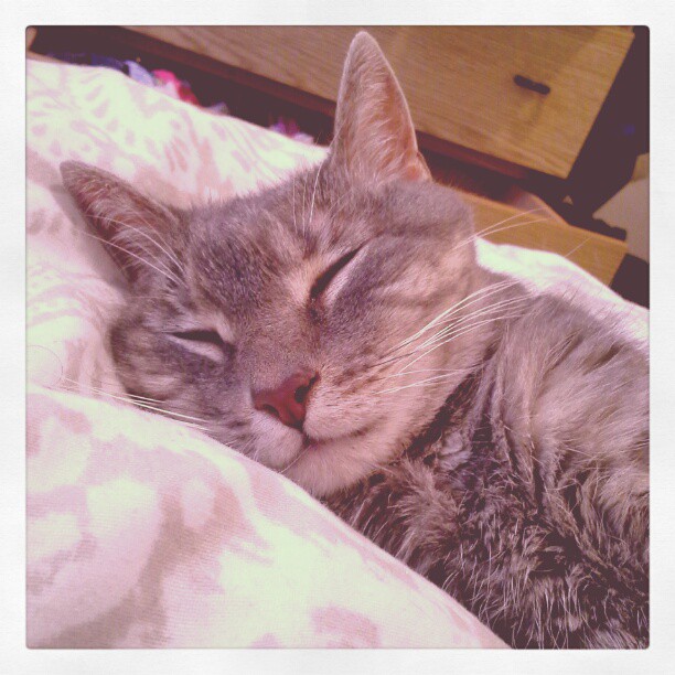 I don't have a sleeping newborn to take photos of, so I take photos of my sleeping Bella cat - Hurray Kimmay