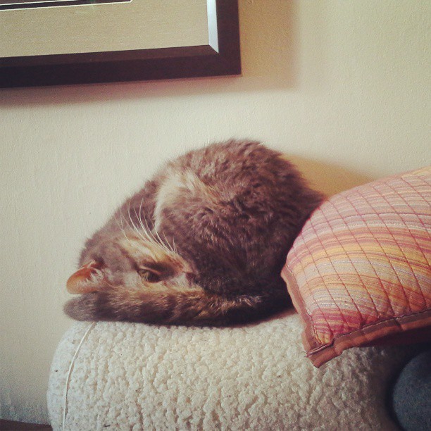 Bella Cat sleeping on Hurray Kimmay