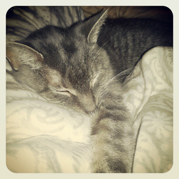 Bella Cat Sleeping on Instagram - Hurray Kimmay